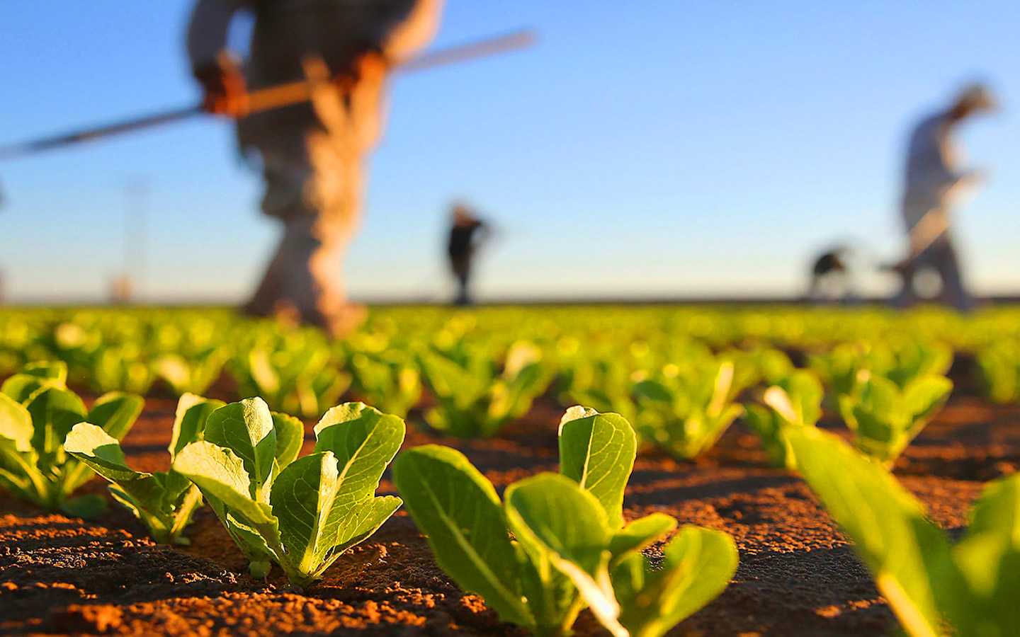 Sobre O Comércio Agrícola Mundial Podemos Afirmar Que